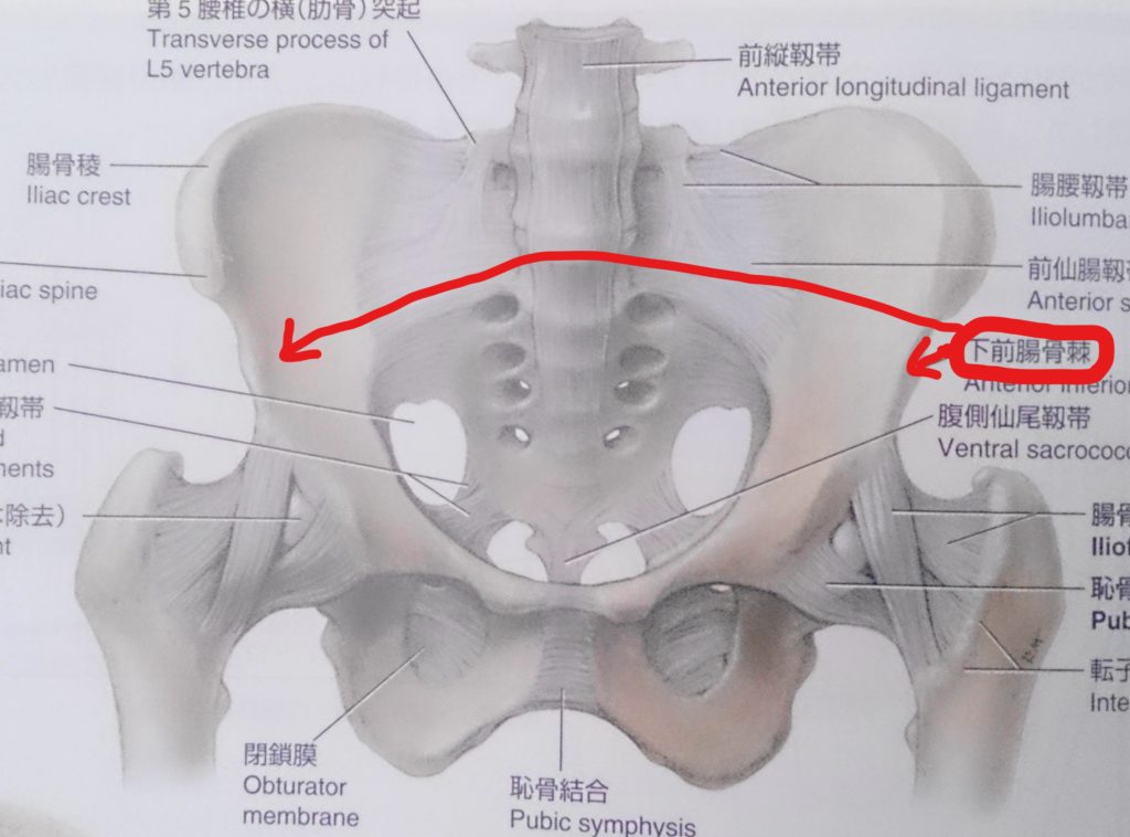 鼠径部は悩みの種⁉ ＜大腿直筋＞ －② – | 松本深圧院 ル・サロン銀座